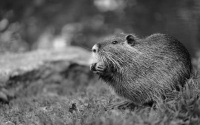 Professional Beaver Removal In Marietta