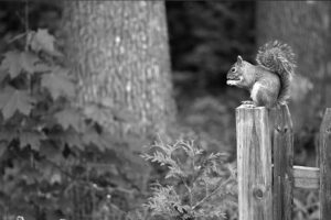A cute New England grey squirrel perched on a fence post, featured image for the Marietta squirrel damage prevention post