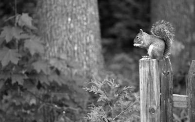 Marietta Squirrel Damage Can Be Prevented