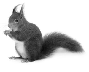 Black and white photo of a squirrel standing upright, featured image for the squirrel removal warning post