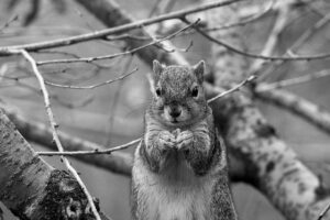 Black and white photo of a squirrel on a branch, featured image for the Acworth winter critter removal post
