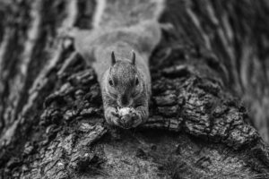 Black and white close-up photo of a squirrel, featured image for the Marietta squirrel-proofing post