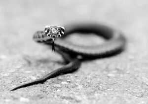 Close-up of a snake coiled on the ground, featured image for the Acworth snake removal post