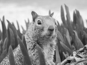 Black and white close-up photo of a squirrel with a surprised expression, featured image for the Marietta squirrel damage post