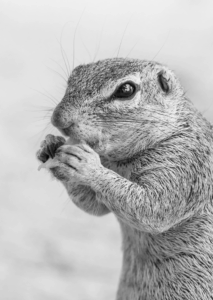 Black and white photo of an alert chipmunk, featured image for the Acworth squirrels in attics post