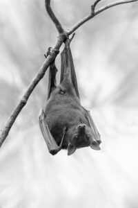 Where to find bat removal in Acworth, Georgia? Black and white photo of a bat hanging upside down, featured image for the professional bat removal post