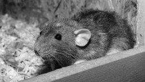 Black and white close-up photo of a rat, featured image for the rat removal tips post