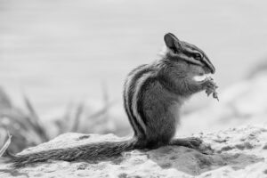 Black and white close-up photo of a chipmunk, featured image for the Acworth squirrel control post