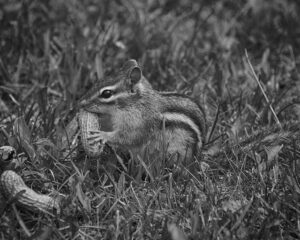 Black and white close-up photo of a chipmunk, featured image for the dead animal removal post