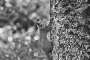 Black and white close-up photo of a squirrel, featured image for the squirrel removal experts post