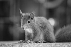 Black and white close-up photo of a squirrel, featured image for the squirrel infestation relief post
