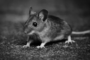 Black and white close-up photo of a wood mouse, featured image for the mice damage post