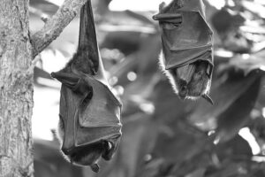 Black and white close-up photo of a bat, featured image for the professional pest control services post