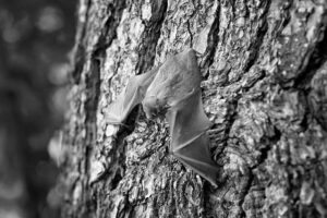 Black and white close-up photo of a bat on tree bark, featured image for the metro Atlanta bats post