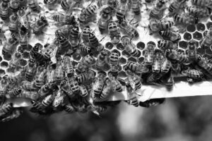 Close-up texture of a cluster of bees, featured image for the summer pest problems post