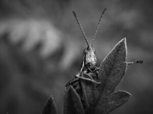 Black and white close-up photo of an insect, featured image for the summer pests at home post