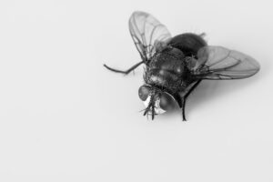 Close-up photo of a blowfly, featured image for the winter pest prevention post