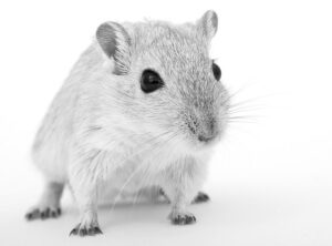 Black and white close-up photo of a rat, featured image for the rat infestation signs post
