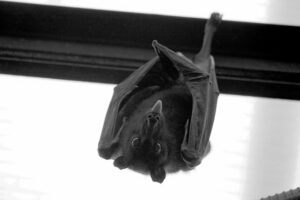 Silhouette of a bat hanging, featured image for the Acworth bats FAQ post