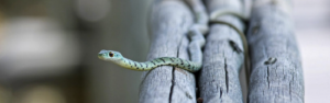 A thin green snake wrapped around a pole